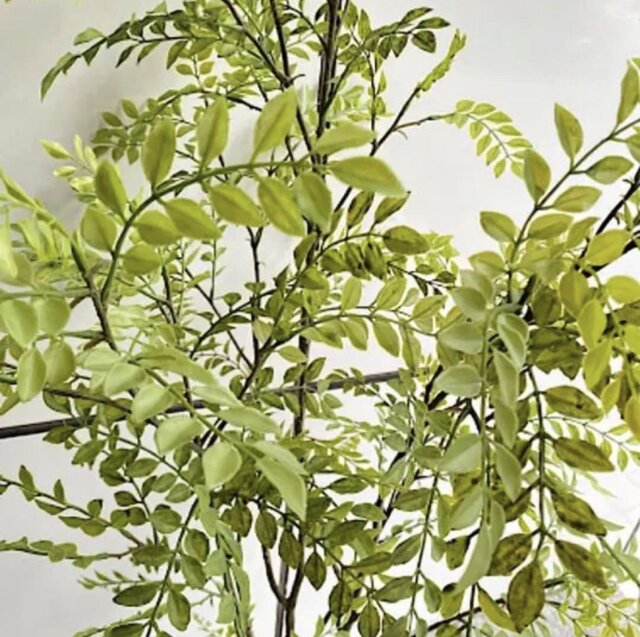 光触媒 人工観葉植物 ウォールグリーン フェイクグリーン シマトネリコ