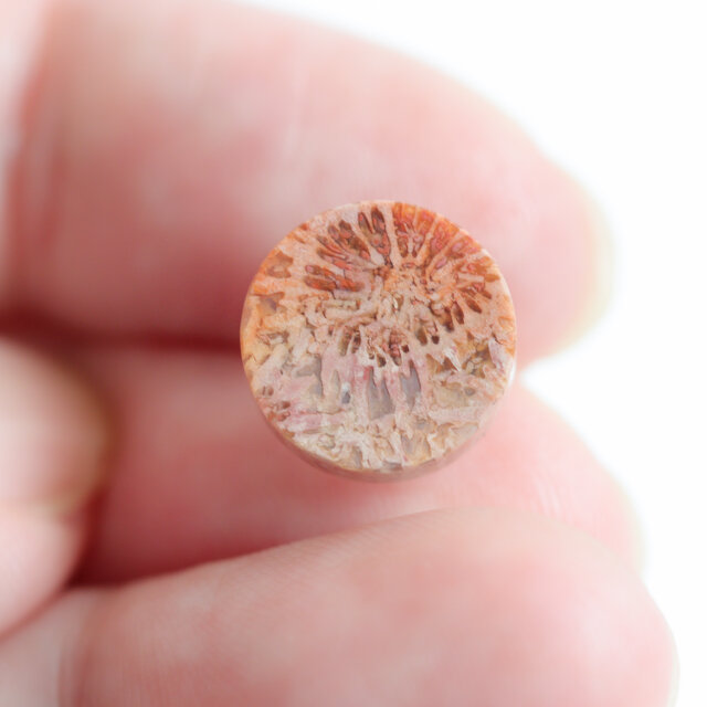 K14｜フォッシルコーラル / 化石珊瑚のスタッドピアス - Terra | iichi