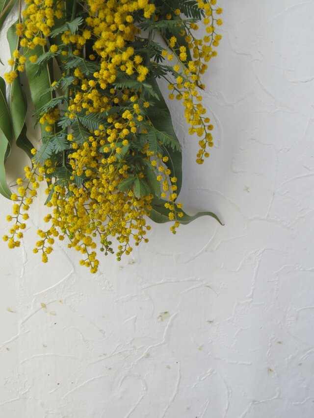ミモザとレモンユーカリのスワッグ | iichi 日々の暮らしを心地よく