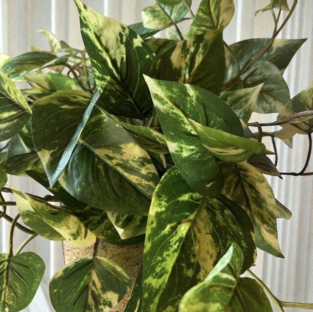 光触媒 人工観葉植物 ウォールグリーン フェイクグリーン ポトス