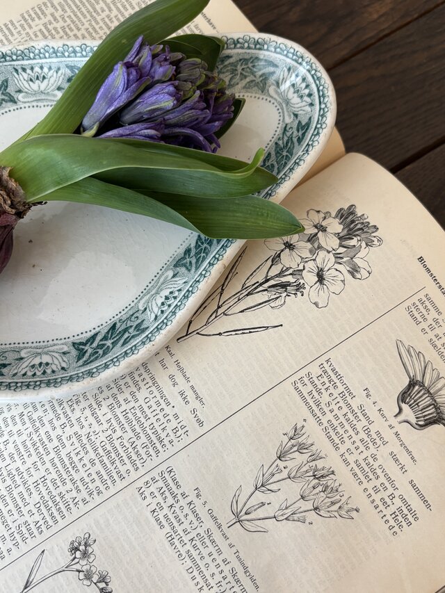 TERRE DE FER テールドフェール 上品で美しいグリーンのラヴィエ