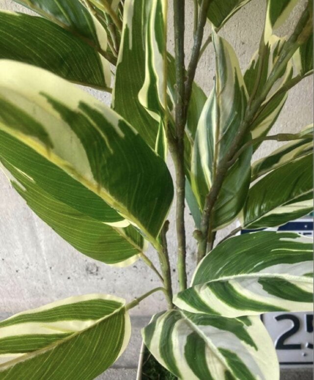 光触媒 人工観葉植物 ウォールグリーン フェイクグリーン クテナンテ