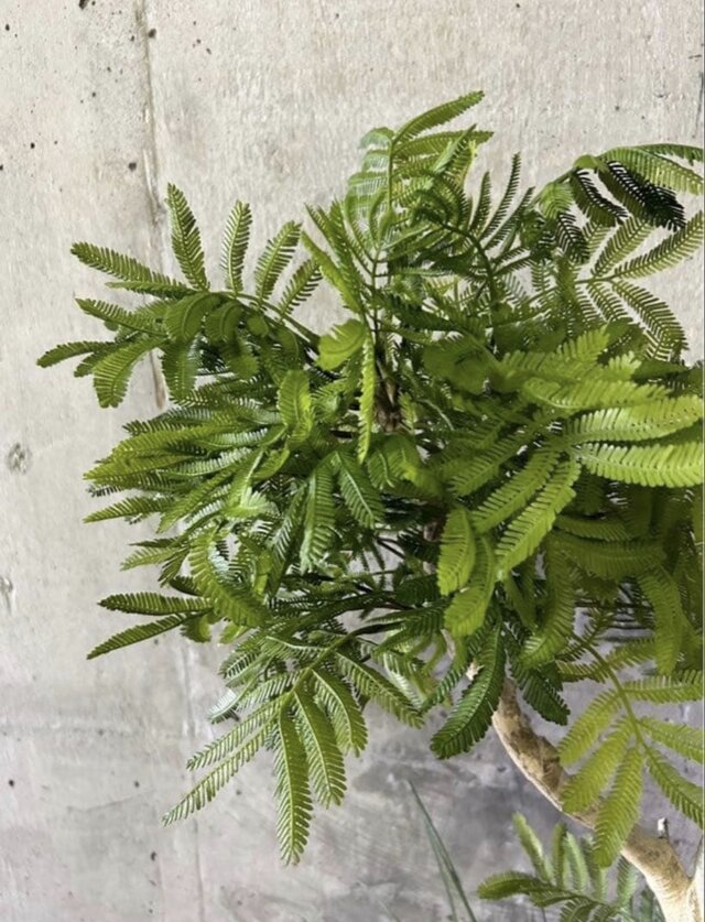 光触媒 人工観葉植物 ウォールグリーン フェイクグリーン
