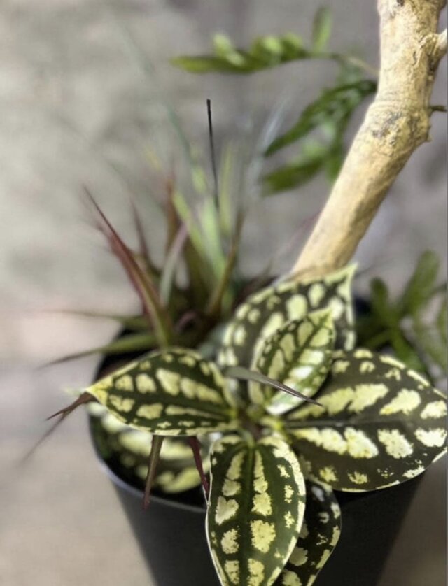 光触媒 人工観葉植物 ウォールグリーン フェイクグリーン