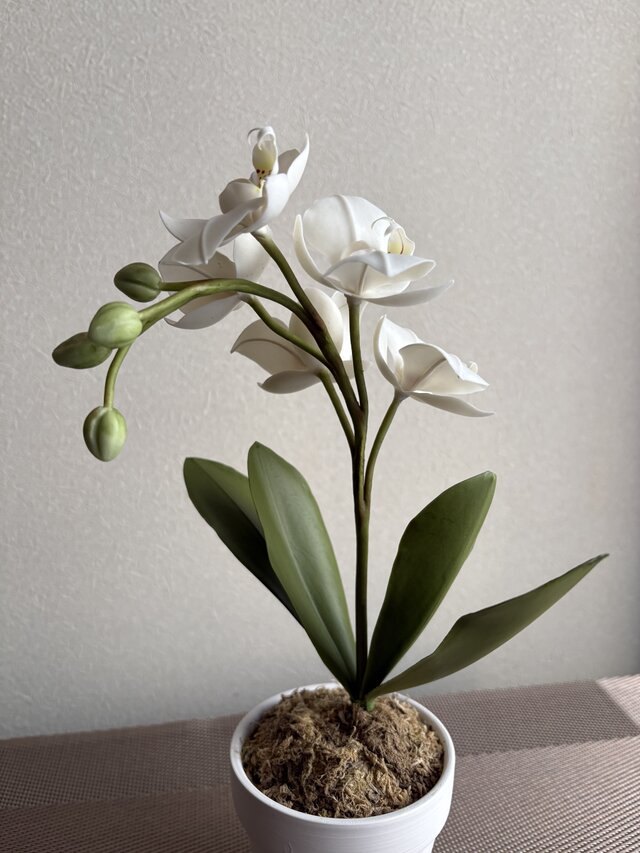 粘土の花 ミディ胡蝶蘭 | iichi 日々の暮らしを心地よくする