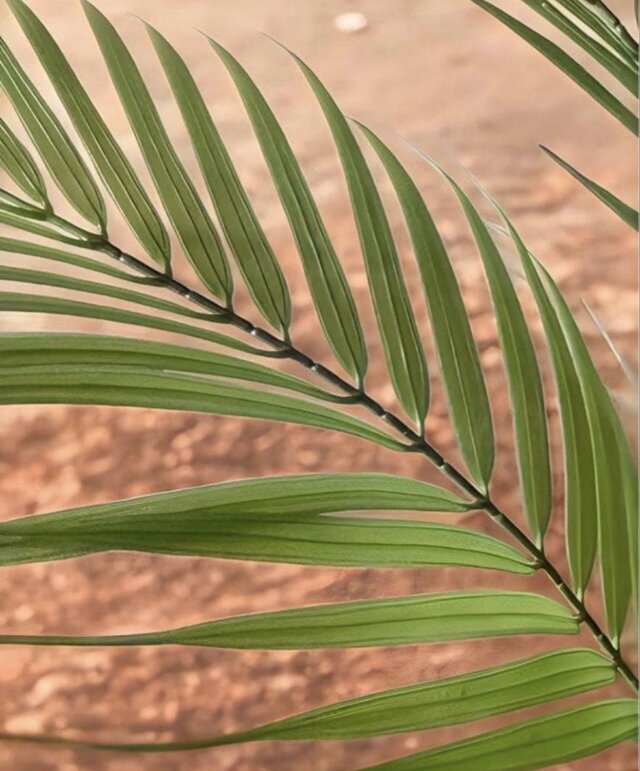 光触媒 人工観葉植物 ウォールグリーン フェイクグリーン アレカヤシ白