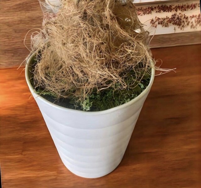 光触媒 人工観葉植物 ウォールグリーン フェイクグリーン アレカヤシ白