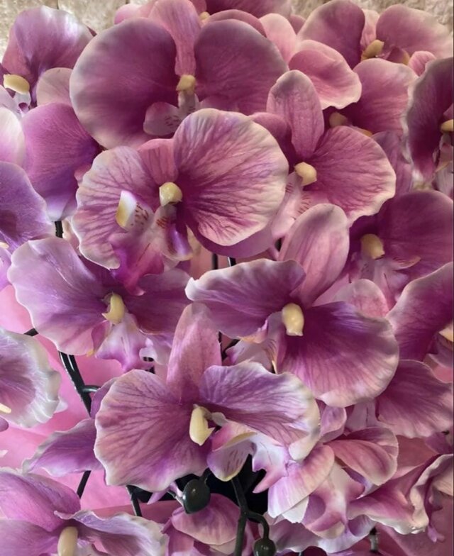 光触媒 人工観葉植物 ウォールグリーン フェイクグリーン 胡蝶蘭6142aj