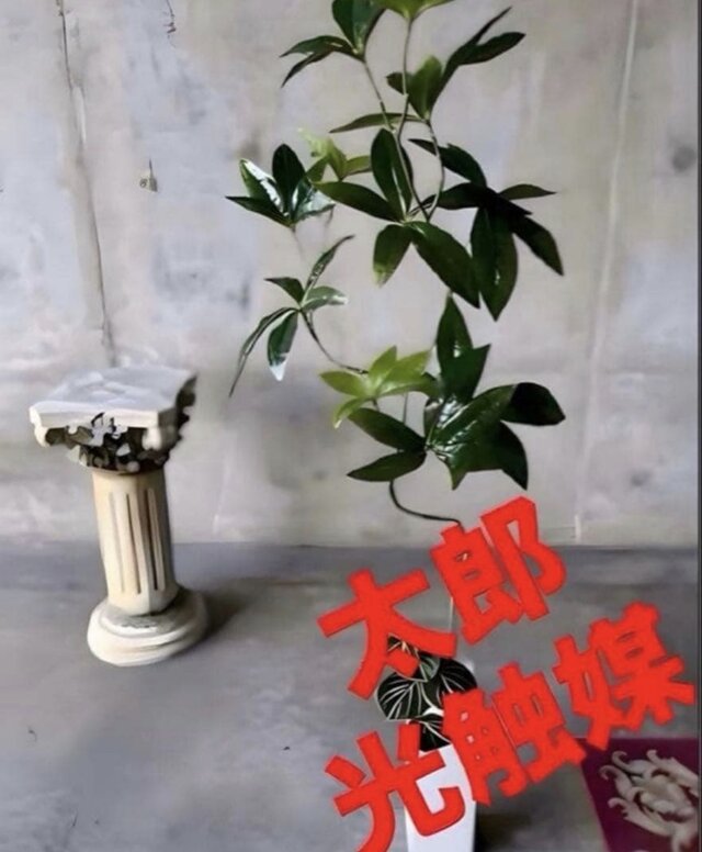 光触媒 人工観葉植物 ウォールグリーン フェイクグリーン ニューパキラ