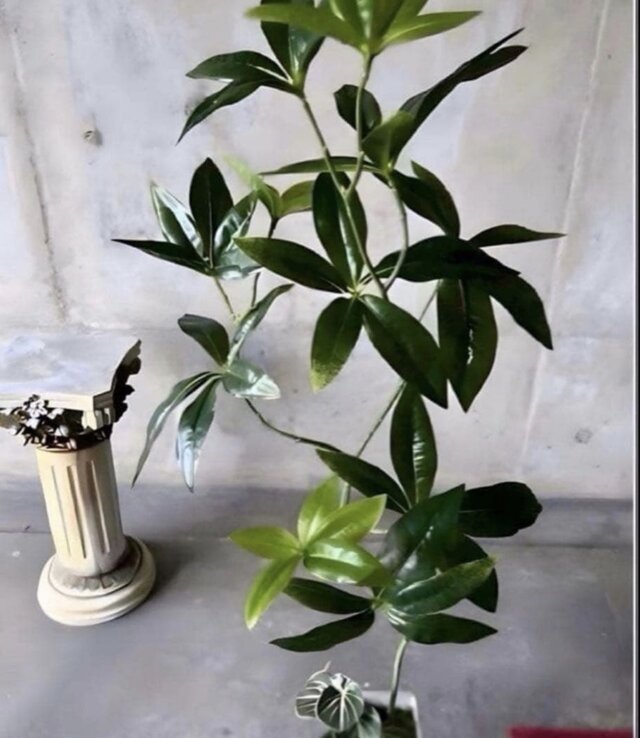 光触媒　人工観葉植物　ウォールグリーン　フェイクグリーン　パキラ15767 光触媒 人工観葉植物 ウォールグリーン フェイクグリーン パキラ中