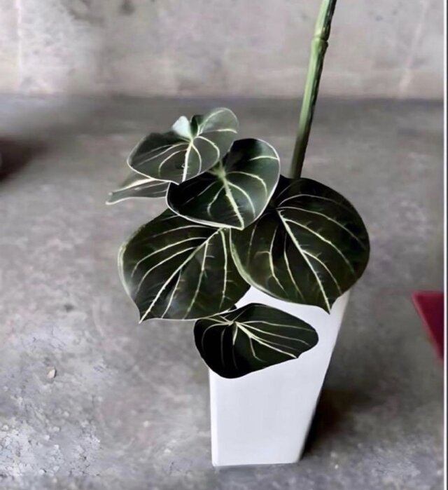 光触媒 人工観葉植物 ウォールグリーン フェイクグリーン ニューパキラ