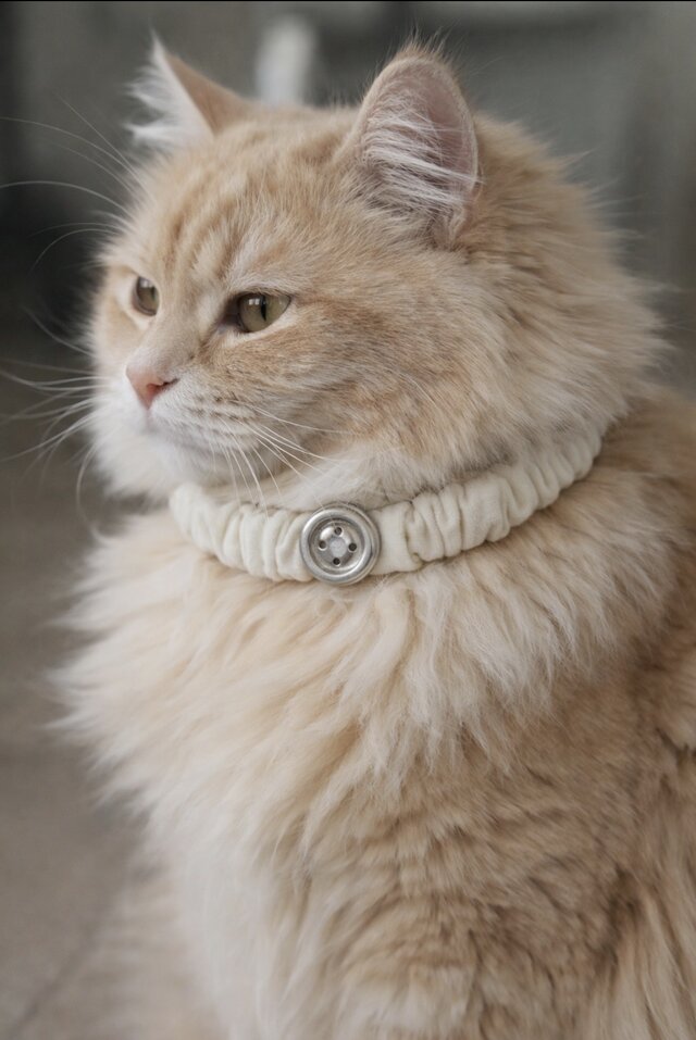 数量限定】シルバーボタンの猫用シュシュ首輪 | iichi 日々の暮らしを