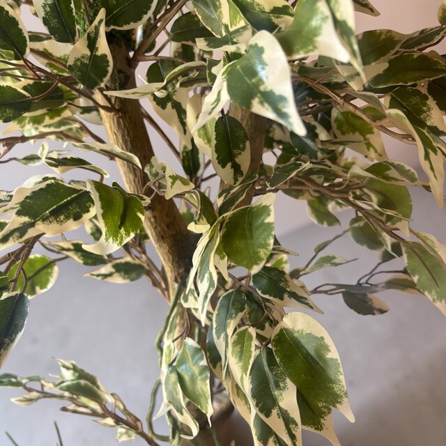 光触媒 人工観葉植物 ウォールグリーン フェイクグリーン 斑入り 