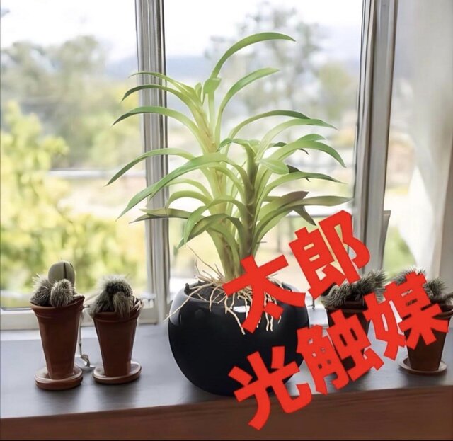 光触媒 人工観葉植物 ウォールグリーン フェイクグリーン カクタスイン 
