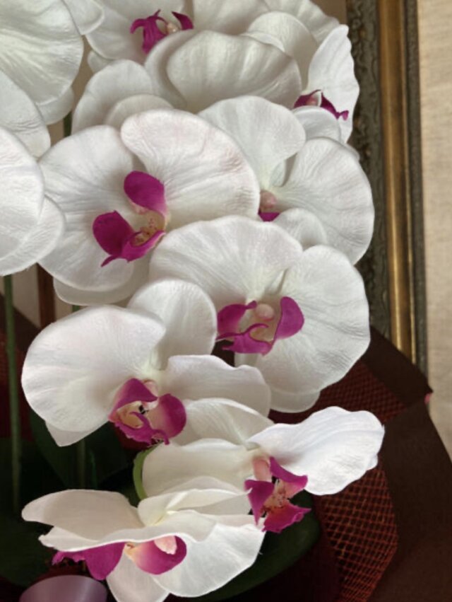 光触媒 人工観葉植物 ウォールグリーン フェイクグリーン 胡蝶蘭