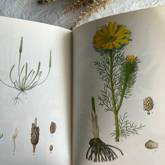 Sweden secondhand book ❀⁎༶スウェーデンの植物図鑑 Nordens Flora4