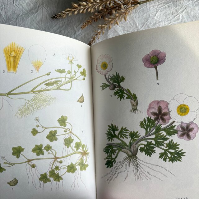 Sweden secondhand book ❀⁎༶スウェーデンの植物図鑑 Nordens Flora4