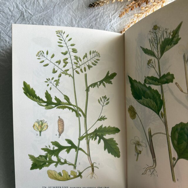 Sweden secondhand book ❀⁎༶スウェーデンの植物図鑑 Nordens Flora4