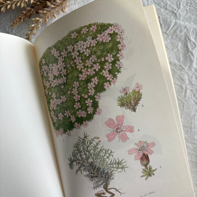 Sweden secondhand book ❀⁎༶スウェーデンの植物図鑑 Nordens Flora4