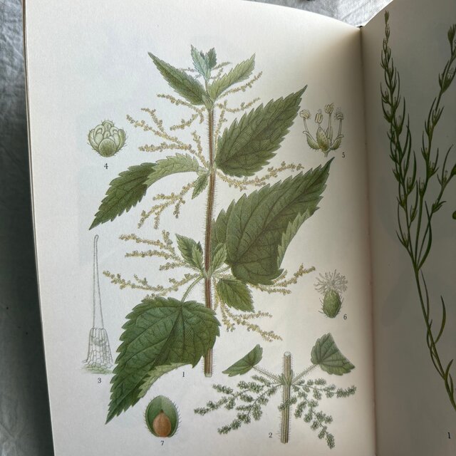 Sweden secondhand book ❀⁎༶スウェーデンの植物図鑑 Nordens Flora 3