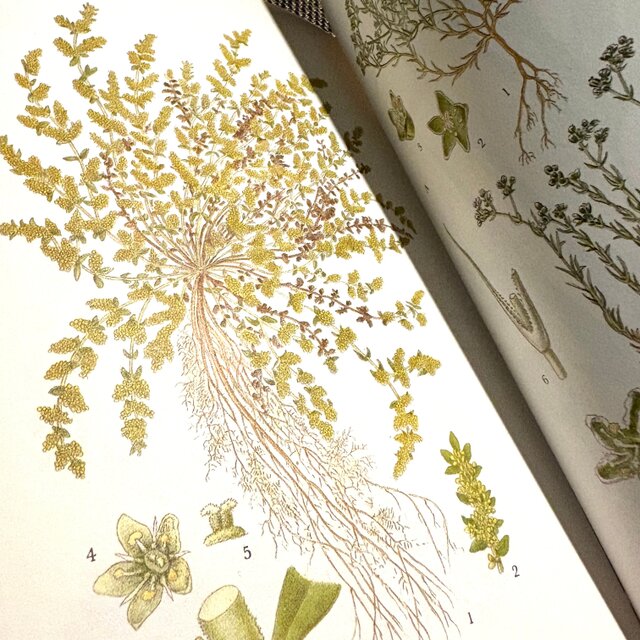 Sweden secondhand book ❀⁎༶スウェーデンの植物図鑑 Nordens Flora 3