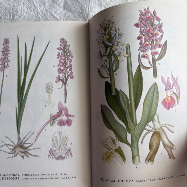 Sweden secondhand book ❀⁎༶スウェーデンの植物図鑑 Nordens Flora 2 