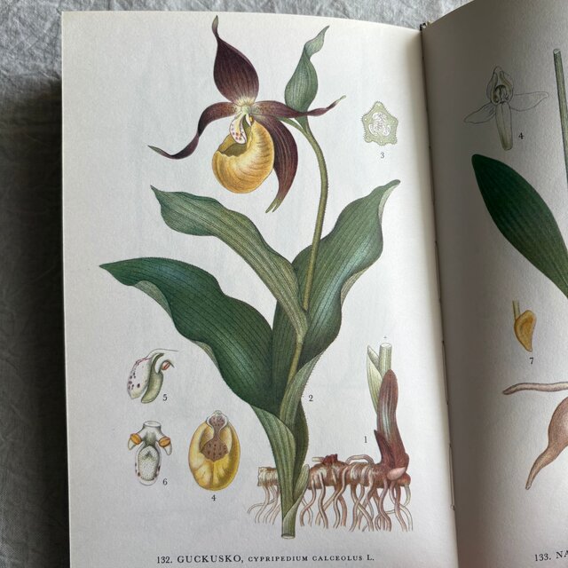 Sweden secondhand book ❀⁎༶スウェーデンの植物図鑑 Nordens Flora 2