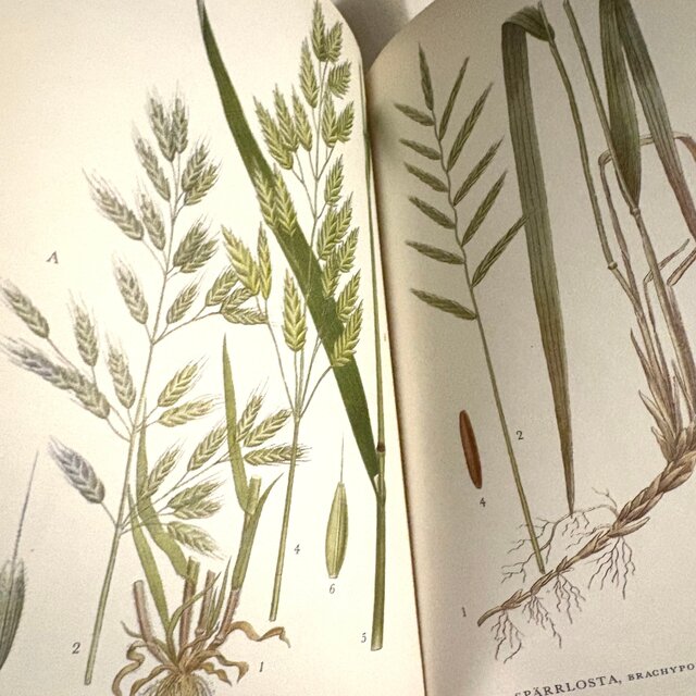Sweden secondhand book ❀⁎༶スウェーデンの植物図鑑 Nordens Flora 2