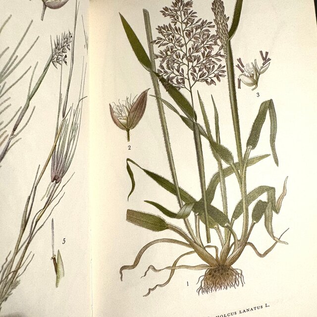 Sweden secondhand book ❀⁎༶スウェーデンの植物図鑑 Nordens Flora 2