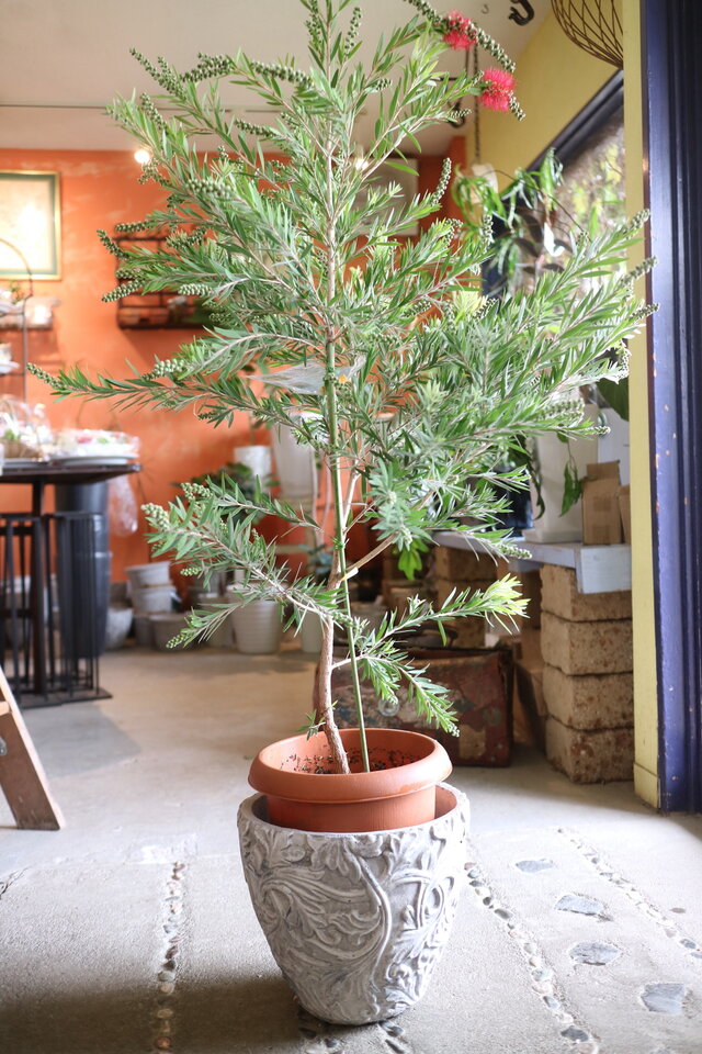 特大。カリステモン ドーソンリバー2.9M(鉢底から)ブラシの木 現物＜1点のみ＞ 花芽付き! ブラシの木 カリステモン ドーソンリバー