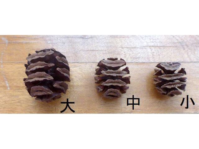 メタセコイアの実 大 25個 | iichi 日々の暮らしを心地よくする