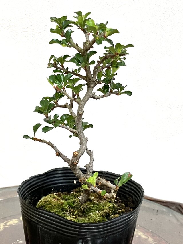 長寿梅盆栽 高さ21cm 長寿梅 盆栽 ！！ | iichi 日々の暮らしを
