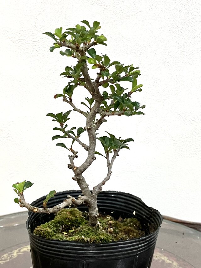 長寿梅盆栽 高さ21cm 長寿梅 盆栽 ！！ | iichi 日々の暮らしを