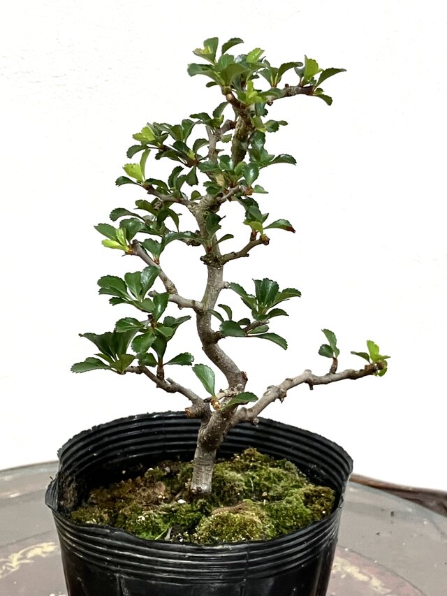 長寿梅盆栽 高さ21cm 長寿梅 盆栽 ！！ | iichi 日々の暮らしを