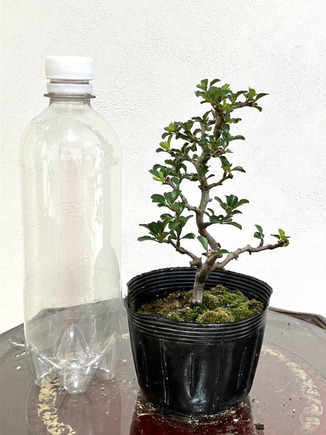 長寿梅盆栽 高さ21cm 長寿梅 盆栽 ！！ | iichi 日々の暮らしを
