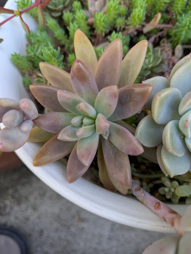 多肉植物 秋麗 3つ カット苗 | iichi 日々の暮らしを心地よくする