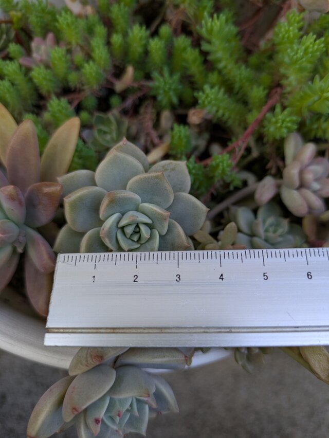 多肉植物 白牡丹 2つ カット苗 | iichi 日々の暮らしを心地よくする
