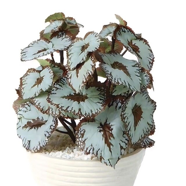 光触媒 人工観葉植物 ウォールグリーン フェイクグリーン ベコニア
