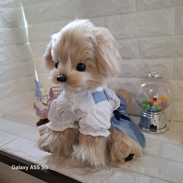 ぬいぐるみ、子犬、マルプー、チワプー、ハンドメイド、オリジナル、可動 ぬいぐるみ*マルプー*トイプードル*オリジナル、全身可動、アート