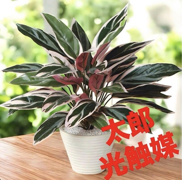 光触媒 人工観葉植物 ウォールグリーン フェイクグリーン トリオスター
