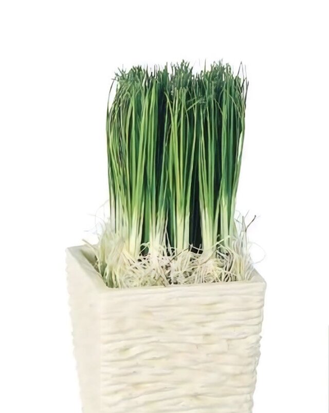光触媒 人工観葉植物 ウォールグリーン フェイクグリーン オニオン