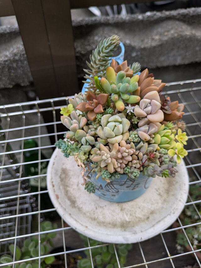 1800円花束レインボー黄アンティーク雑貨カントリー多肉植物好きさんにも 多肉植物 カラフルな多肉の演奏会寄せ | iichi 日々の暮らしを心地よく