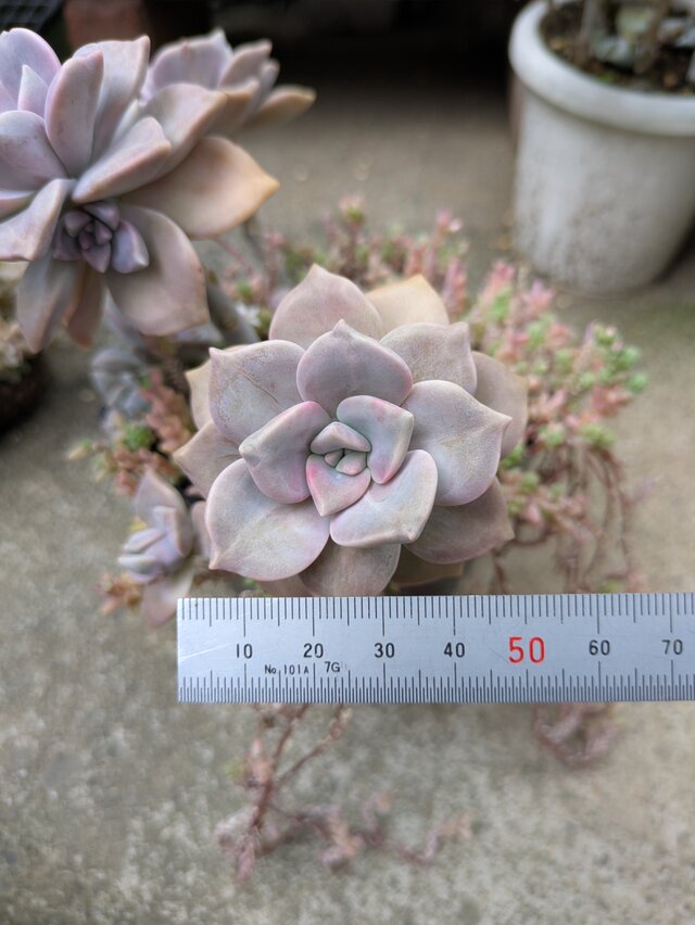 多肉植物 パープルディライト 1つ カット苗 | iichi 日々の暮らしを
