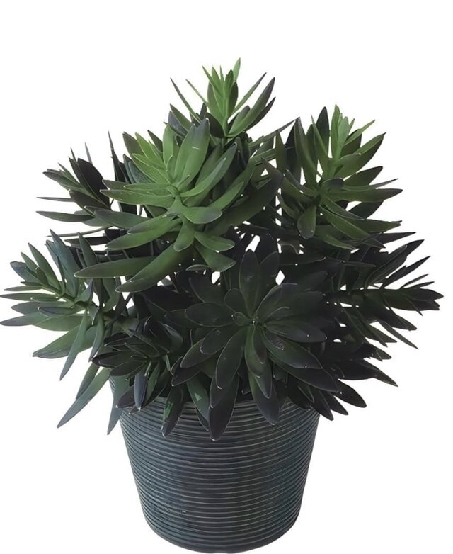 光触媒 人工観葉植物 ウォールグリーン フェイクグリーン サッカレント