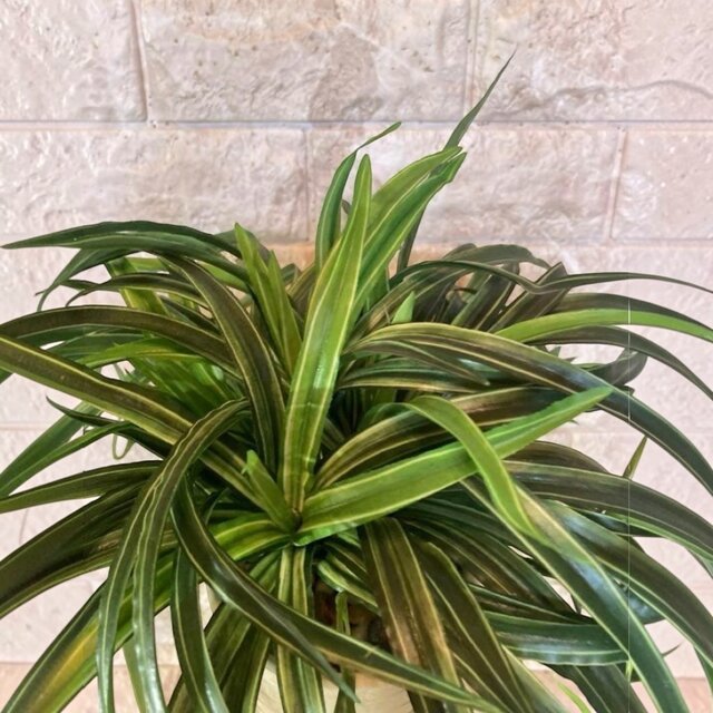 光触媒 人工観葉植物 ウォールグリーン フェイクグリーン オリヅルラン 