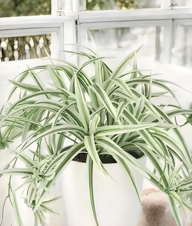 光触媒 人工観葉植物 ウォールグリーン フェイクグリーン オリヅルラン