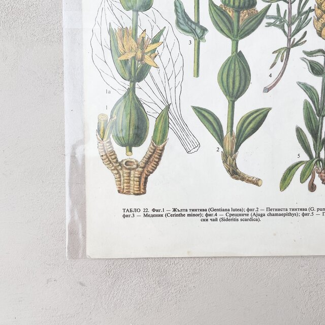 ブルガリア 古い植物図鑑の一頁 b | iichi 日々の暮らしを心地よくする