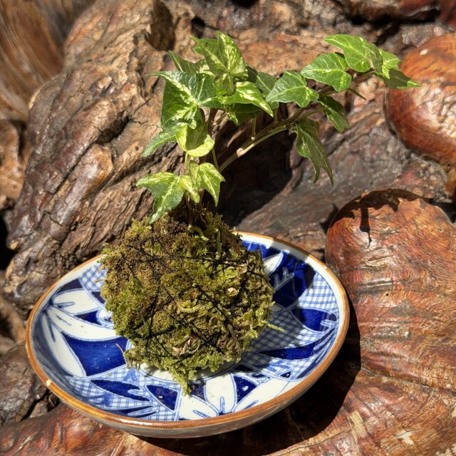 koke0004 明治期（1868～1911年）伊万里染付の器と苔玉のセット