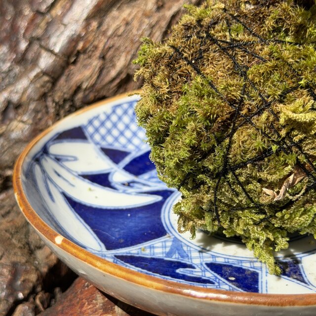koke0004 明治期（1868～1911年）伊万里染付の器と苔玉のセット