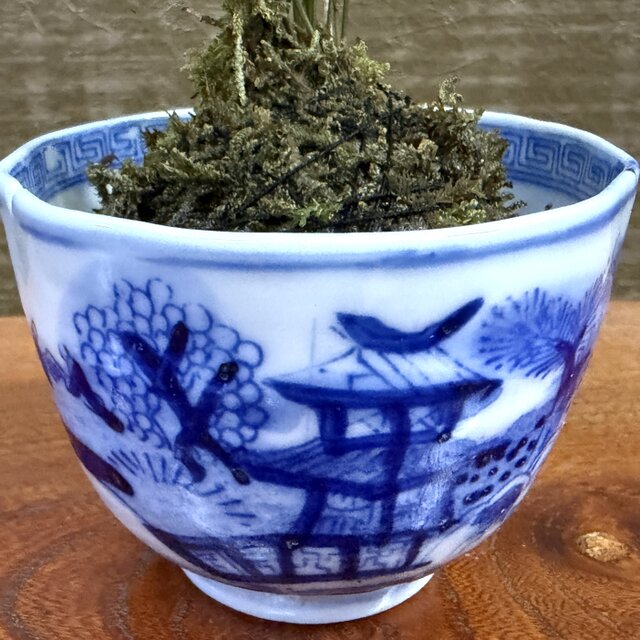 koke0010 明治期（1868～1911年）伊万里染付 手描きの器と苔玉のセット